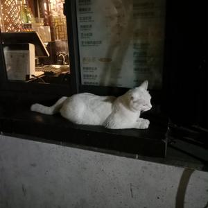 国产精品成人三级在线影院
